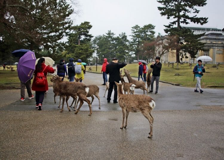 Deer in Nara Park Japan