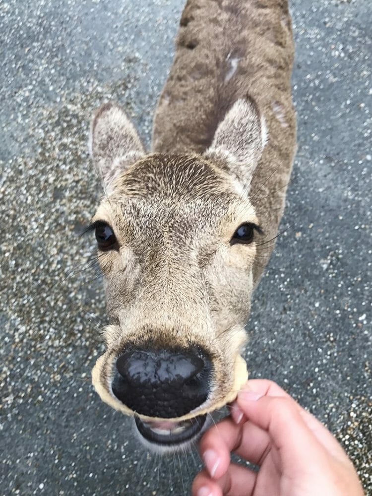 Feeding deer crackers to wild deer in Nara Japan