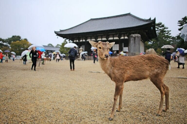 A Day Trip to Nara from Kyoto or Osaka: Meet the Sacred Deer of Nara Park