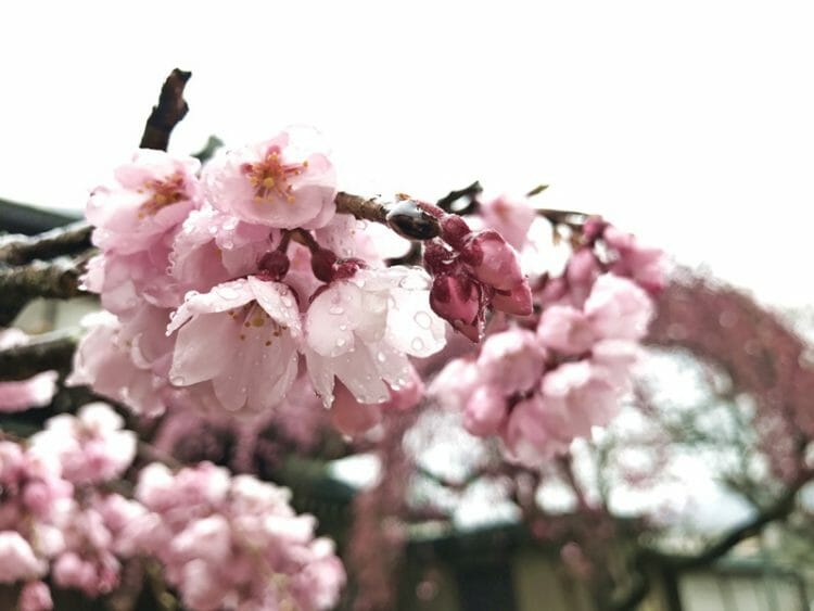 Sakura cherry blossoms in Nara Japan