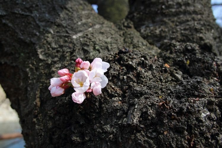 Cherry blossom buds at Osaka Castle in Japan
