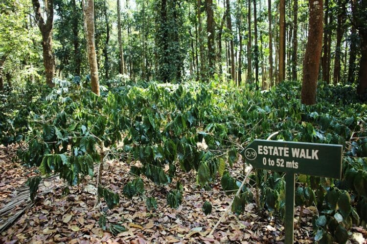 Chikmagalur coffee plantation in India