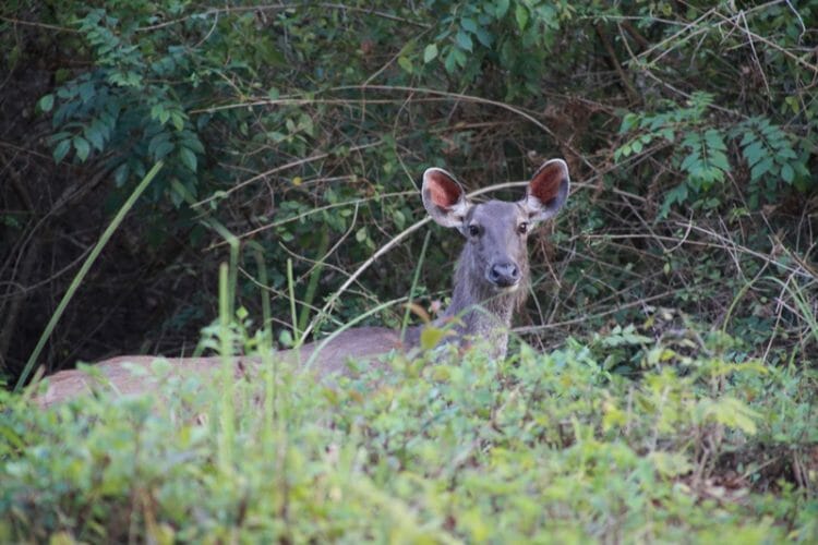 Nagarhole National Park India 3 Nagarhole National Park India 3