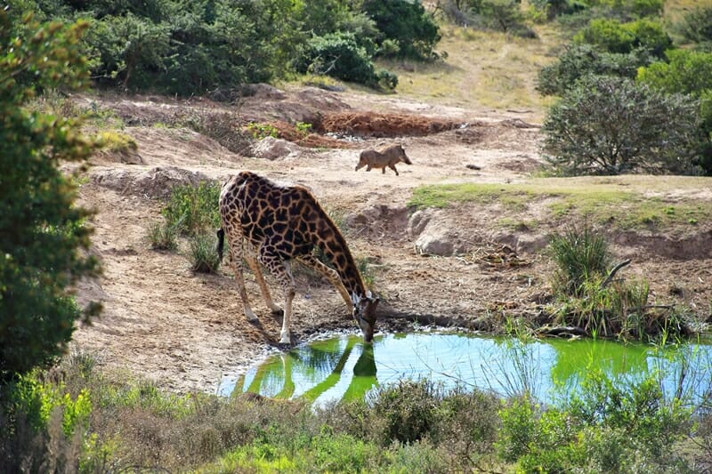 Giraffe on Eastern Cape safari in South Africa