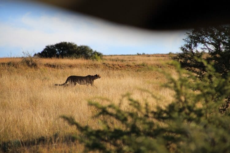 Cheetah at Bukela Game Lodge at Amakhala Game Reserve in South Africa 