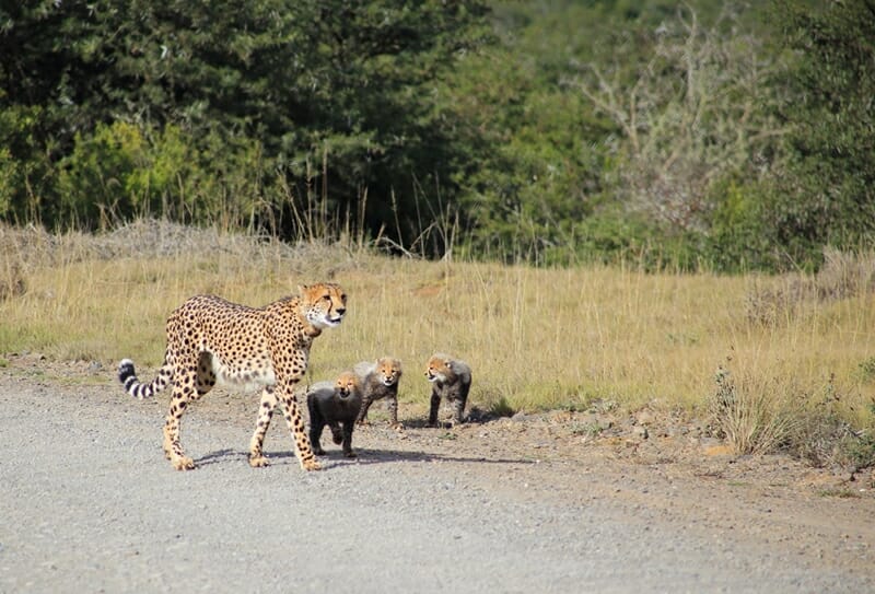 Cheetahs at Amakhala Game Reserve in Eastern Cape of South Africa