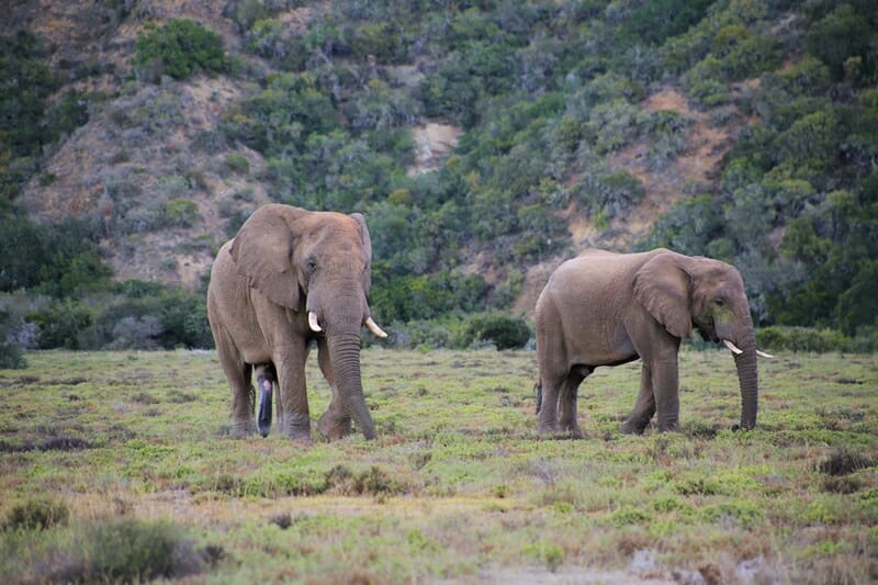 Elephants along Garden Route in South Africa