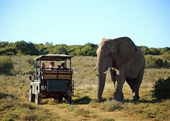 Bukela Game Lodge at Amakhala Game Reserve in South Africa Elephant