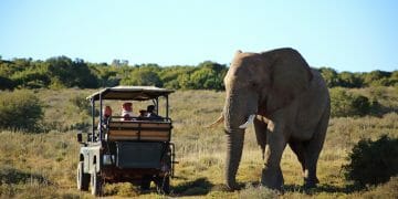 Bukela Game Lodge at Amakhala Game Reserve in South Africa Elephant