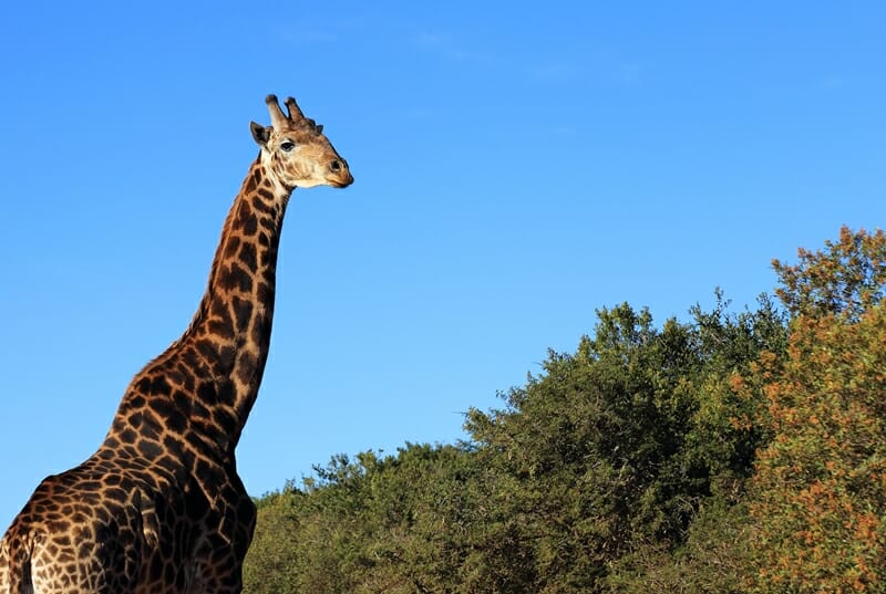 Giraffe in South Africa Eastern Cape Safari