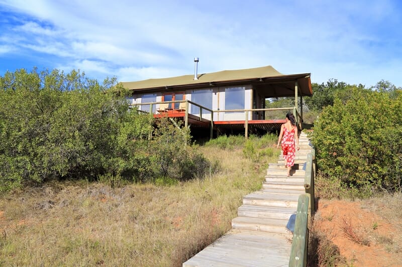 Luxury Glamping Safari in South Africa at Amakhala Game Reserve