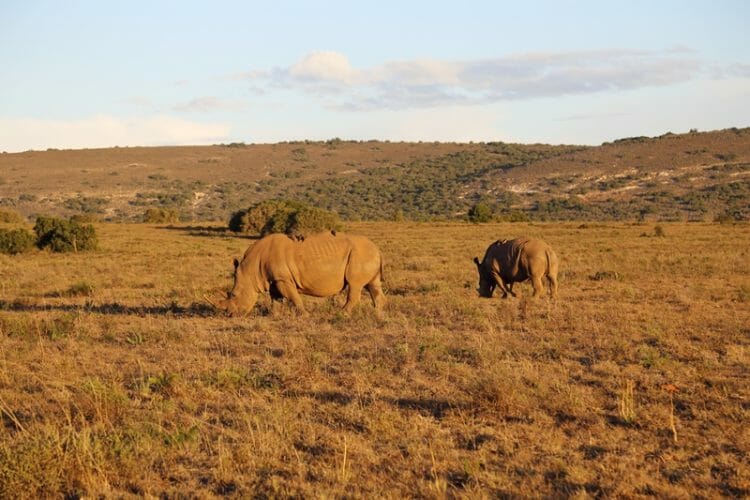 Bukela Game Lodge at Amakhala Game Reserve in South Africa Rhinos 21 Bukela Game Lodge at Amakhala Game Reserve in South Africa Rhinos 21