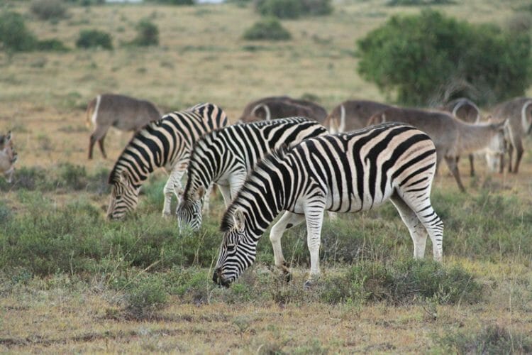 Bukela Game Lodge at Amakhala Game Reserve in South Africa Zebra 20 Bukela Game Lodge at Amakhala Game Reserve in South Africa Zebra 20