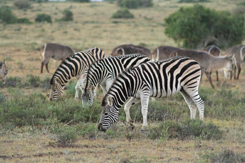 Bukela Game Lodge at Amakhala Game Reserve in South Africa Zebras