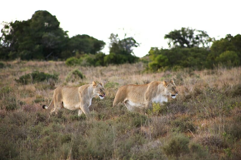 Lions in Amakhala Game Reserve in South Africa
