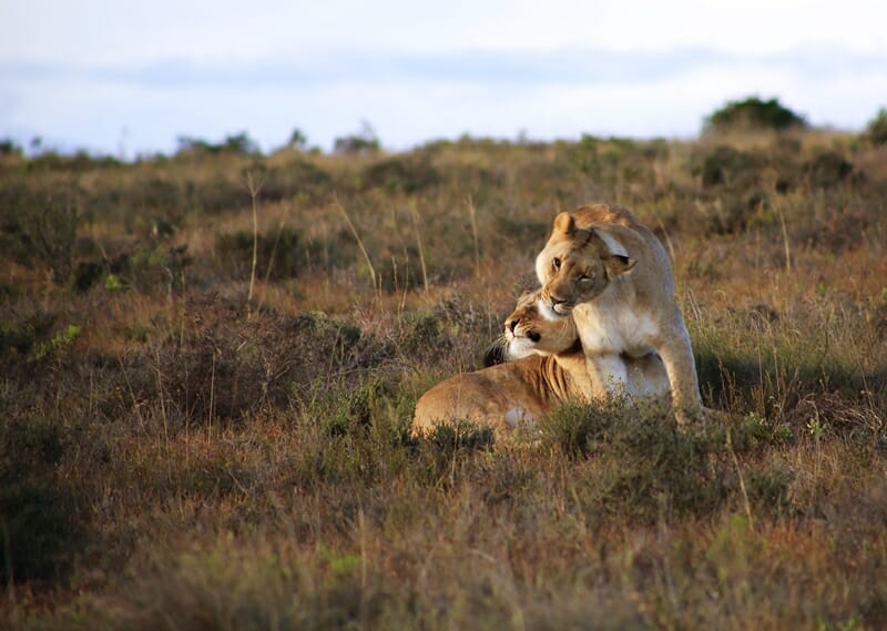Lions in Amakhala Game Reserve in South Africa