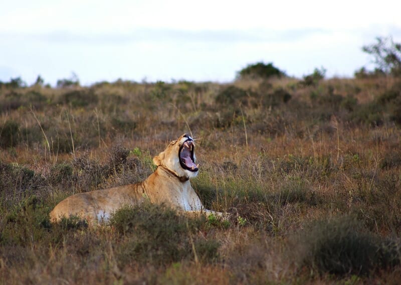 Female lion on Big 5 safari in South Africa at Bukela