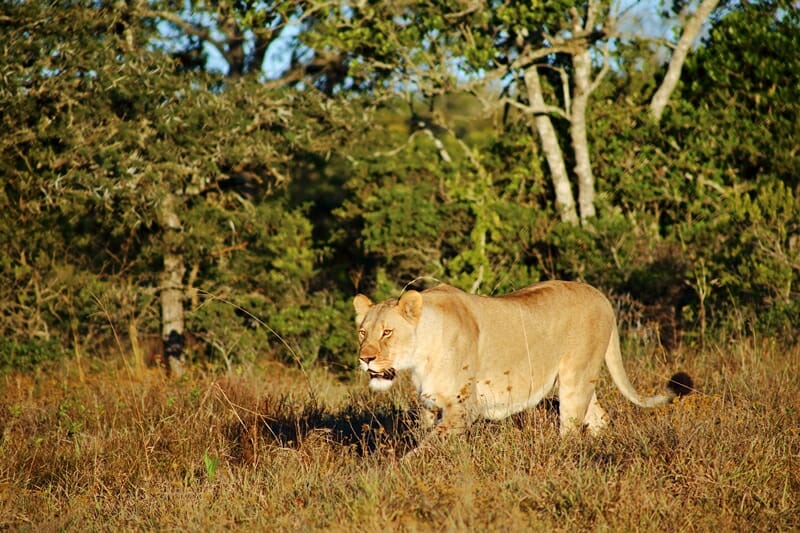Lion spotted at Amakhala Private Game Reserve in South Africa