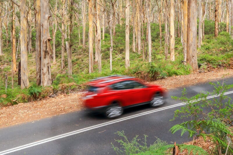 Car driving through Boranup forest in the Margaret River region in Western Australia