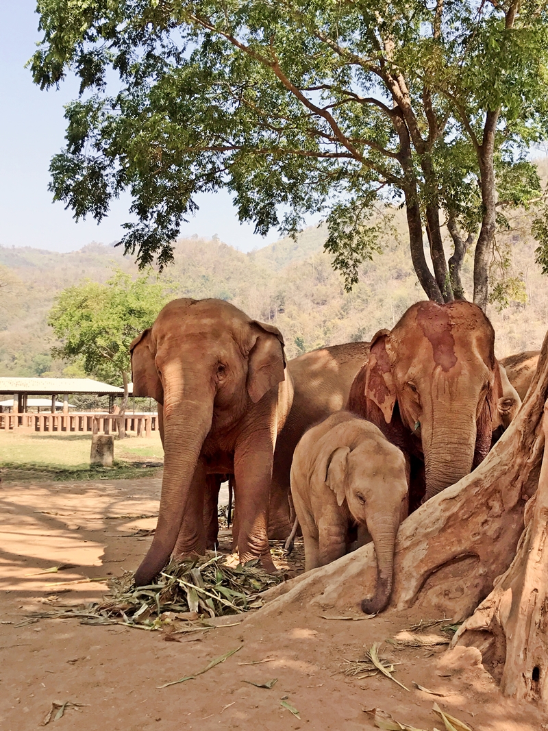 Ethical elephant sanctuary in Thailand