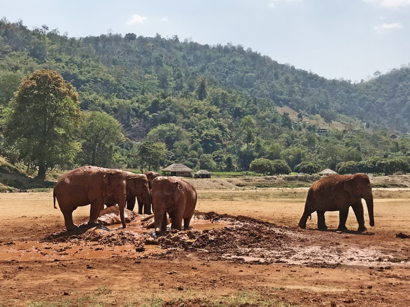 Elephant Nature Park, an ethical elephant sanctuary in Chiang Mai