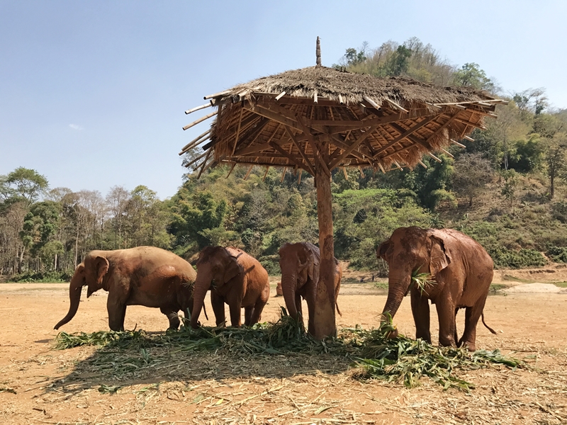 Rescued elephants at Elephant Nature Park in Chiang Mai Thailand