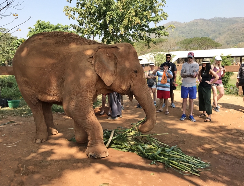 Elephant sanctuary in Chiang Mai