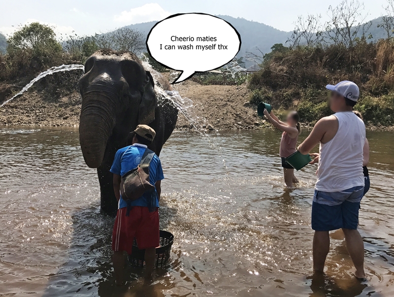 Elephant bathing in Chiang Mai