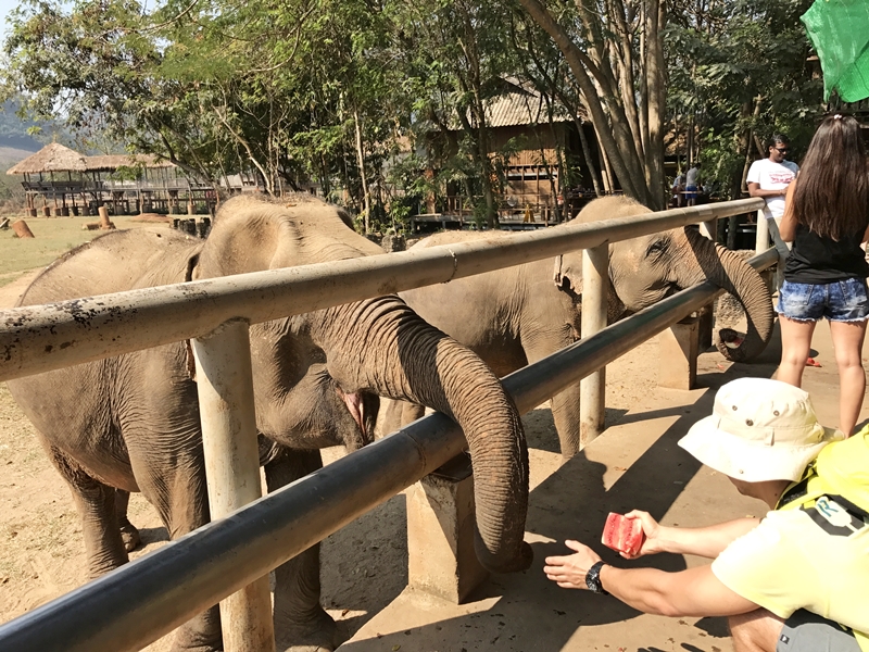 Chiang Mai elephant tour