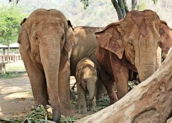 Elephant Nature Park Chiang Mai