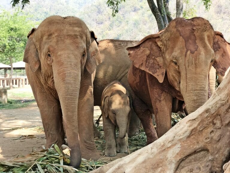 Ethical Elephant Interaction at Elephant Nature Park in Chiang Mai
