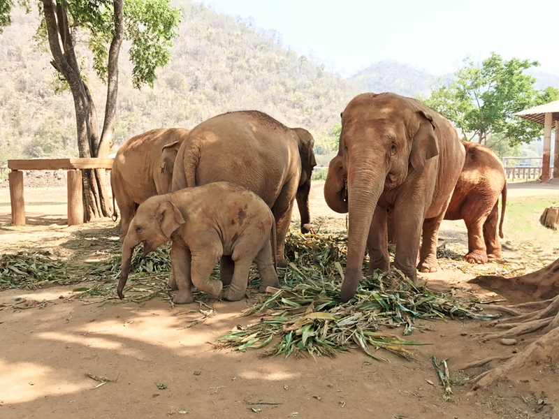 Ethical elephant sanctuary Chiang Mai
