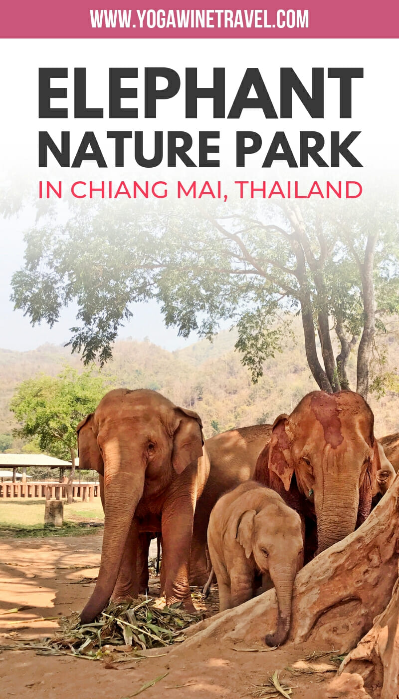 Elephant herd at sanctuary in Chiang Mai Thailand with text overlay