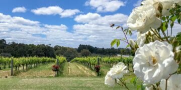 Voyager Estate white roses in the Margaret River region Australia