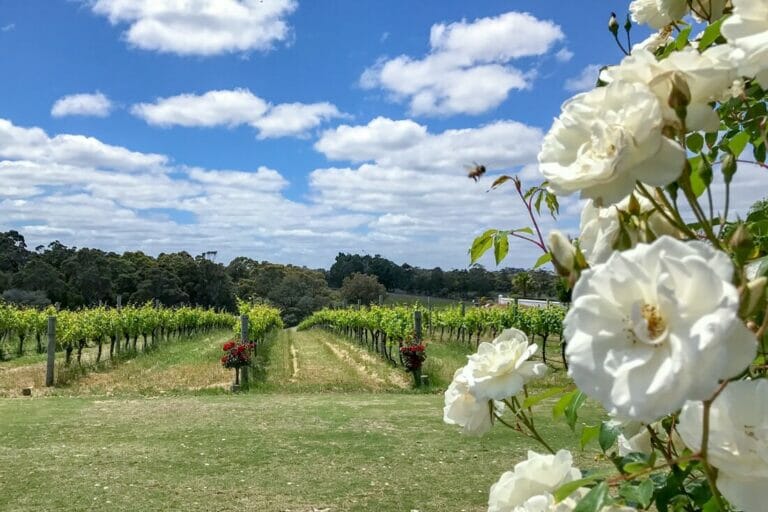 10 of the Best Wineries in the Margaret River Region in Western Australia