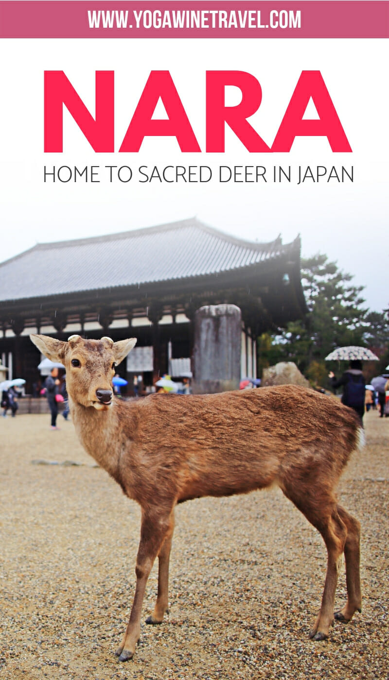Wild deer in Nara Japan with text overlay