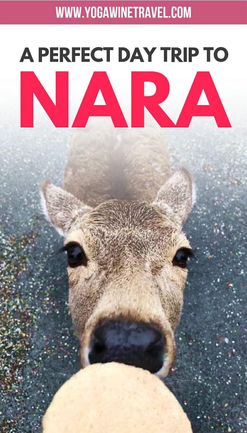 Wild deer in Nara Japan with text overlay