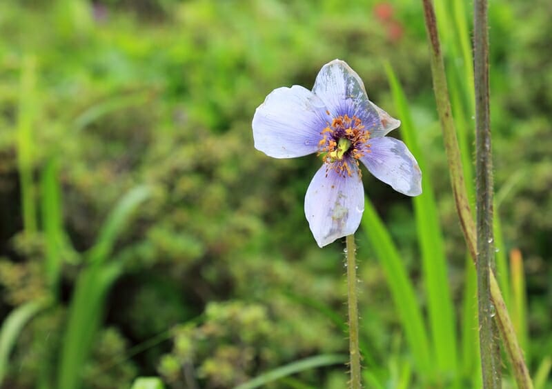 Blue poppy in Bhutan