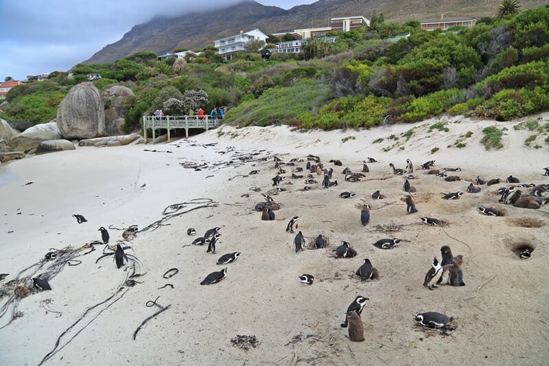 Boulders Beach African Penguins Cape Town South Africa