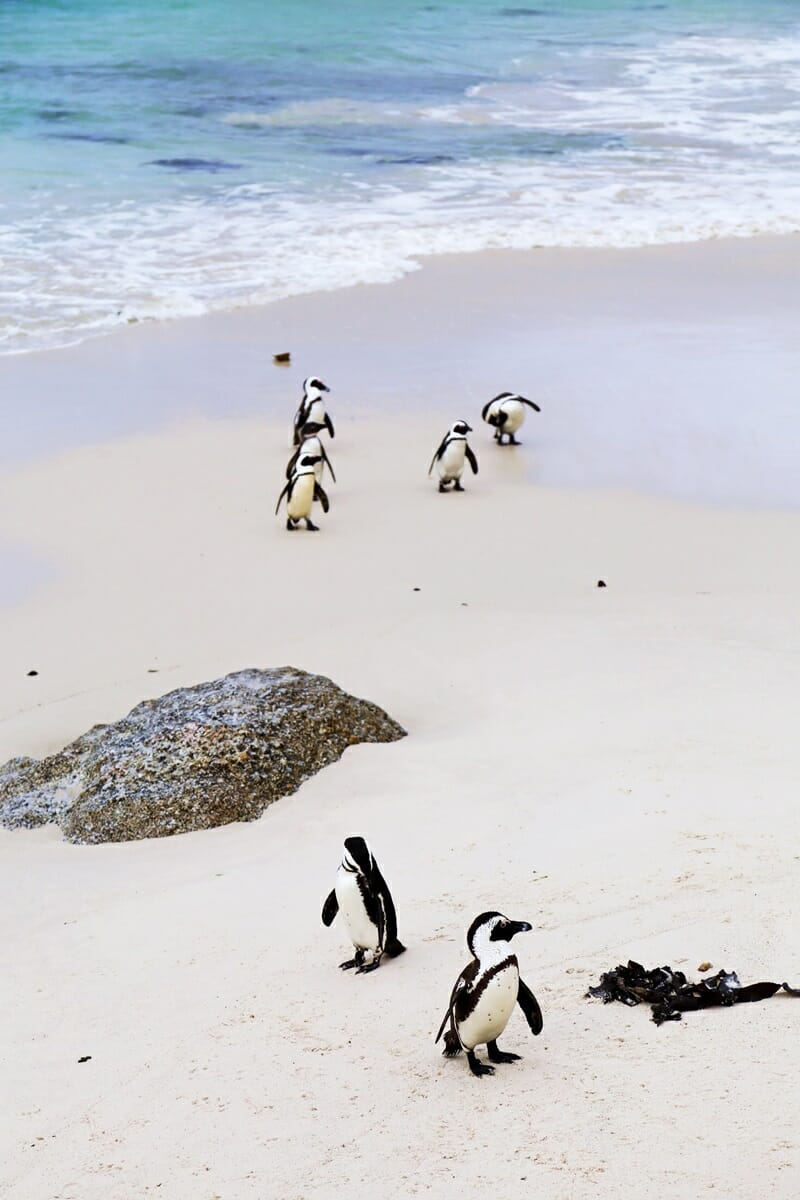 Boulders Beach African Penguins Cape Town South Africa