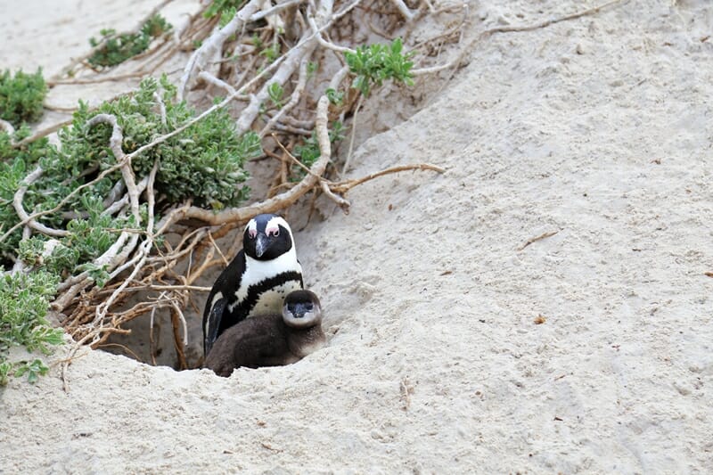 Boulders Beach African penguins South Africa