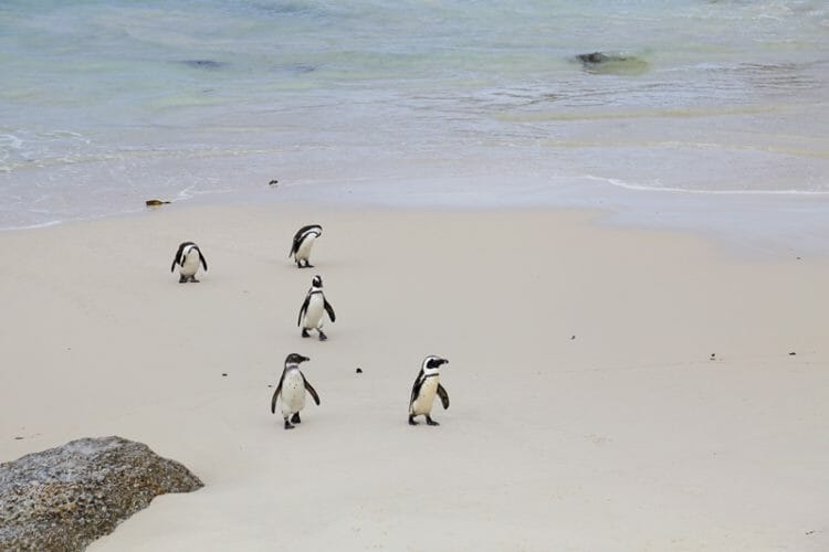 Cape Town Boulders Beach Penguins South Africa