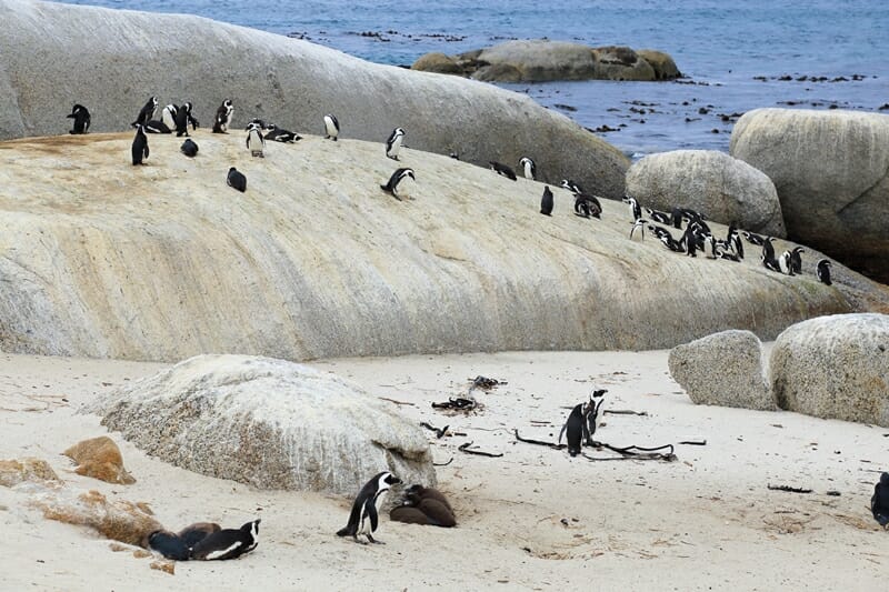 Penguins at Boulders Beach in Cape Town