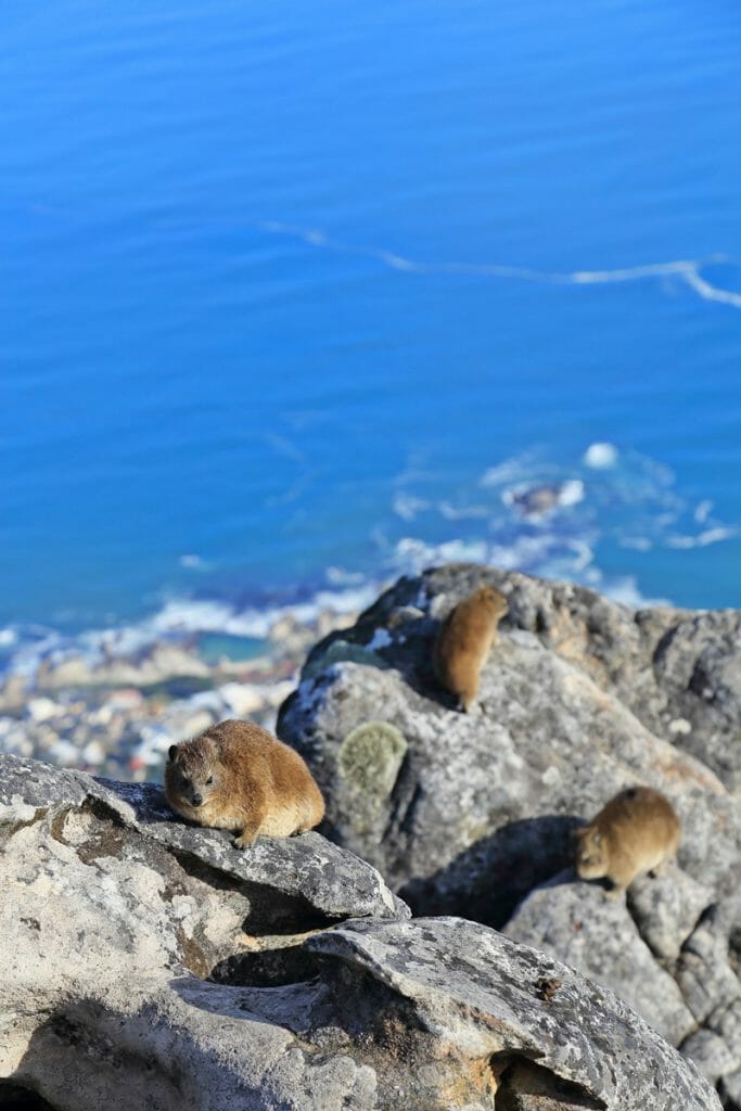 Cape Town Table Mountain Dassies South Africa 1 Cape Town Table Mountain Dassies South Africa 1
