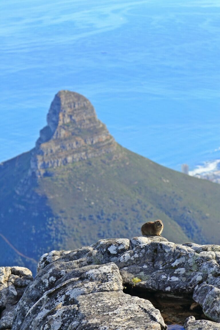 Cape Town Table Mountain Dassies South Africa