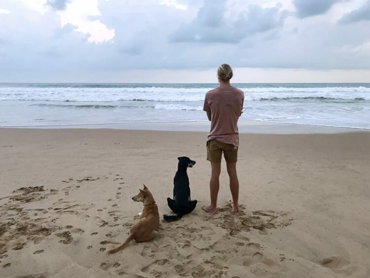 Dogs on the beach in Sri Lanka