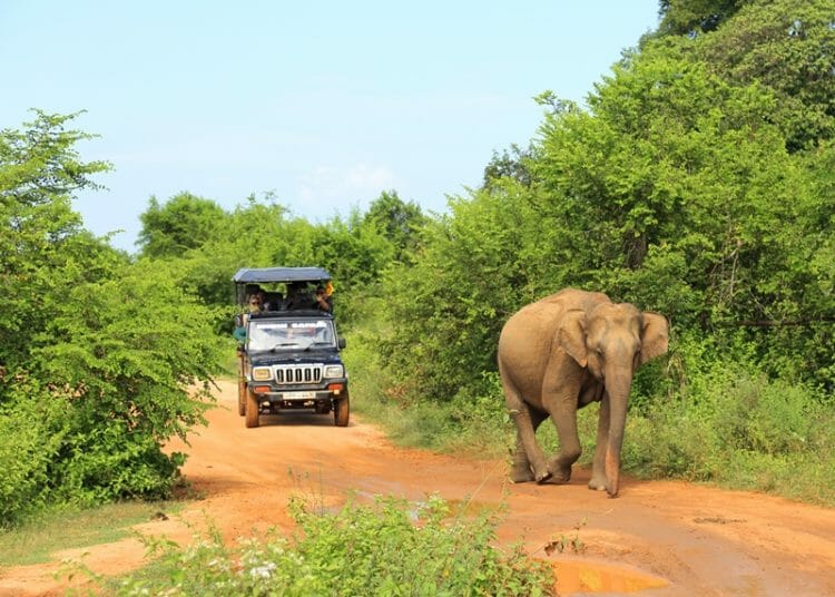 Elephant safari in Udawalawe National Park Sri Lanka