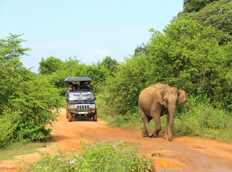 Elephant safari in Udawalawe National Park Sri Lanka