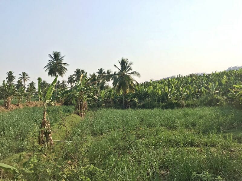 Grasslands in Hampi in South India