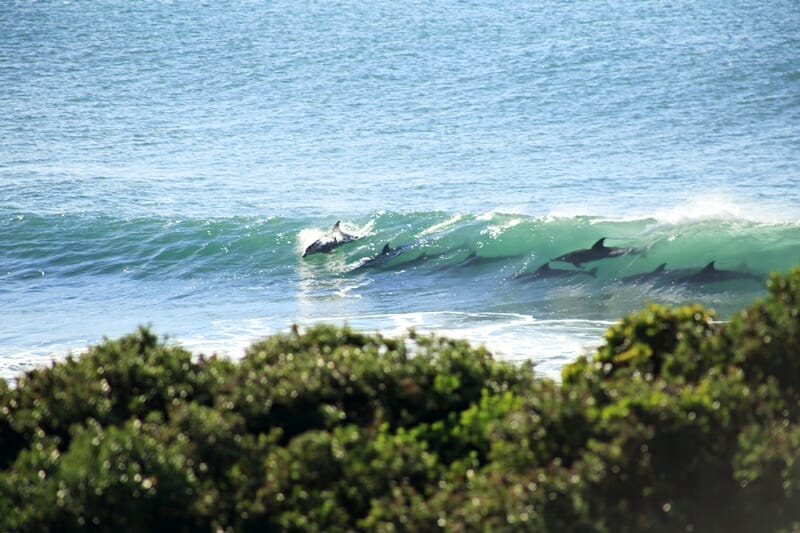 Dolphins in JBay Garden Route South Africa